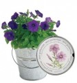 Mini Petunias Garden in a Pail by Potting Shed Creations